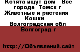 Котята ищут дом - Все города, Томск г. Животные и растения » Кошки   . Волгоградская обл.,Волгоград г.